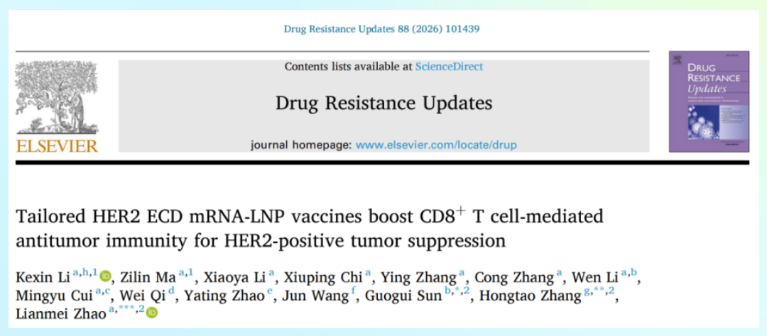 免疫共培养：类器官验证HER2 mRNA疫苗如何“唤醒”CD8+ T细胞